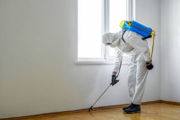 Best Bed Bug Extermination  in Mentone, CA